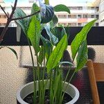 Zantedeschia albomaculata Folha