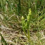 Botrychium simplex Hábito