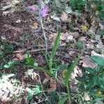 Cephalanthera rubra Levél