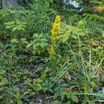 Solidago hispida عادت داشتن