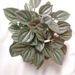 Peperomia albovittata Leaf