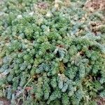 Sedum compactum Pokrój