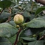 Camellia japonica फूल