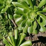 Aeonium undulatum Лист