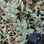 Cerastium tomentosum Leaf