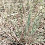 Corynephorus canescens Blatt