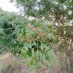 Toxicodendron succedaneum Levél