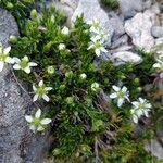 Moehringia ciliata Flower