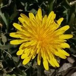 Sonchus bulbosus Kvet