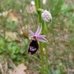 Ophrys bertolonii Fiore