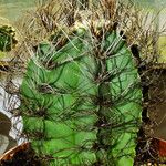 Astrophytum capricorne 整株植物