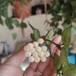Hoya lacunosa Λουλούδι