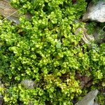 Polycarpon polycarpoides Libunga