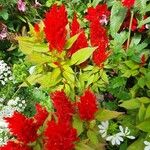 Celosia argenteaFloare