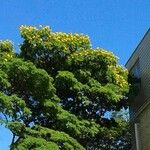 Caesalpinia pluviosa Virág
