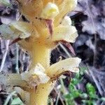Orobanche alsatica Blüte