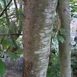 Betula lenta Azala