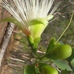 Syzygium jambos Фрукт