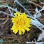 Andryala ragusina Fleur