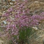 Limonium insigne Habit