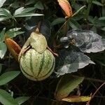Passiflora miniata Fruit