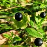 Silene baccifera Φρούτο