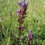 Gentianella germanica Floare