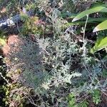 Salvia chamaedryoides Feuille