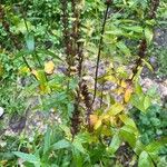 Lythrum salicaria फल