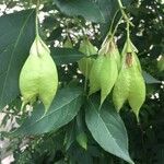 Staphylea trifolia Fruit