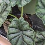 Alocasia baginda Лист