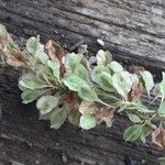 Persicaria maculosa Плод