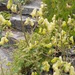 Aconitum vulparia Çiçek