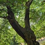 Castanea crenata Συνήθη χαρακτηριστικά