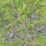 Prosopis juliflora Leaf