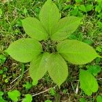 Aralia nudicaulis Folio