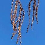 Metasequoia glyptostroboides Plod