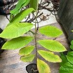 Alangium salviifolium Leaf