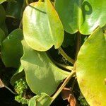 Nepenthes truncata Fruit