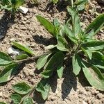 Petunia integrifolia Агульны выгляд