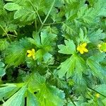 Ranunculus muricatus Leaf