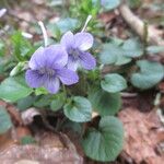 Viola rostrata Habitatea