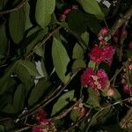 Syzygium malaccense Virág