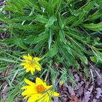 Wyethia angustifolia Hábito