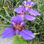 Trimezia coerulea Flower