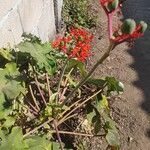 Jatropha podagrica Flower