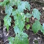 Begonia × chungii Hoja