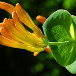 Lonicera sempervirens Kwiat