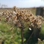 Heracleum sphondyliumBlodyn