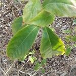 Kadsura japonica Frunză
